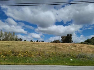 Tree Removal in Monterey County & Surrounding Areas
