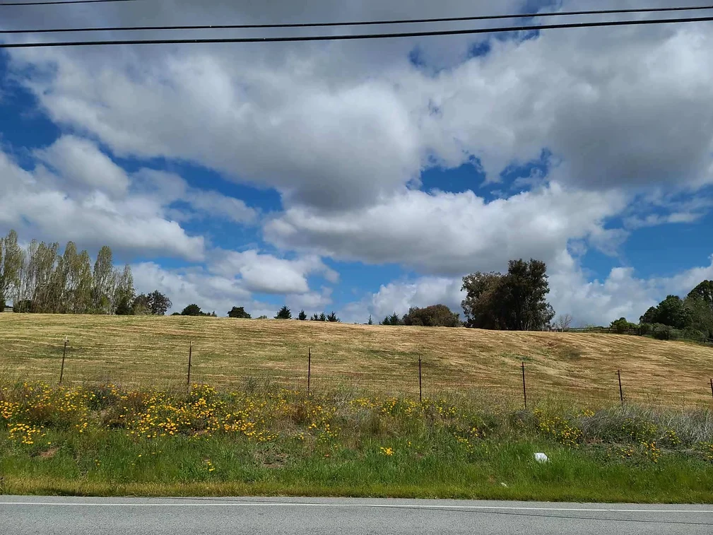 Tree Removal in Monterey County & Surrounding Areas