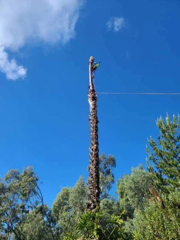 Emergency Tree Emergency Tree Removal in Monterey County & Surrounding Areas