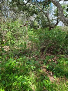 Emergency Stump Grinding in Monterey County & Surrounding Areas
