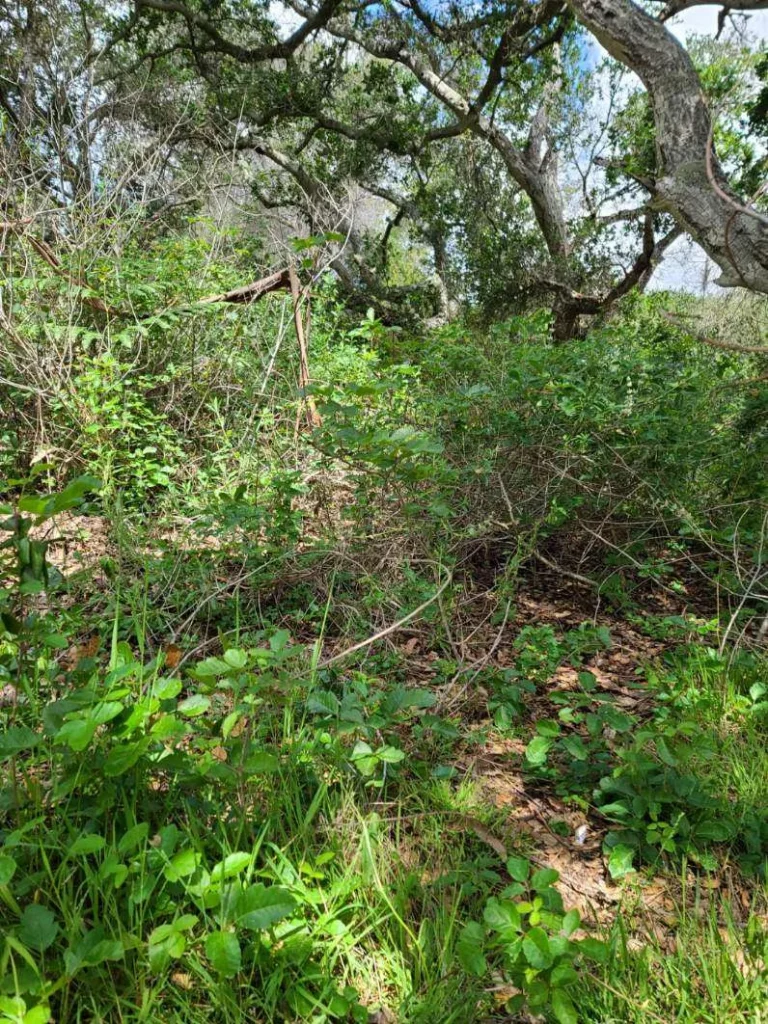 Emergency Stump Grinding in Monterey County & Surrounding Areas Emergency Stump Grinding in Monterey County & Surrounding Areas