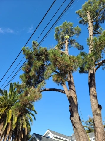 Tree Removal in Monterey County & Surrounding Areas
