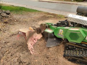 Emergency Tree Removal in Monterey County & Surrounding Areas