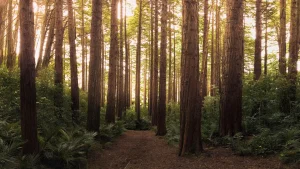 Stump Grinding in Monterey County & Surrounding Areas