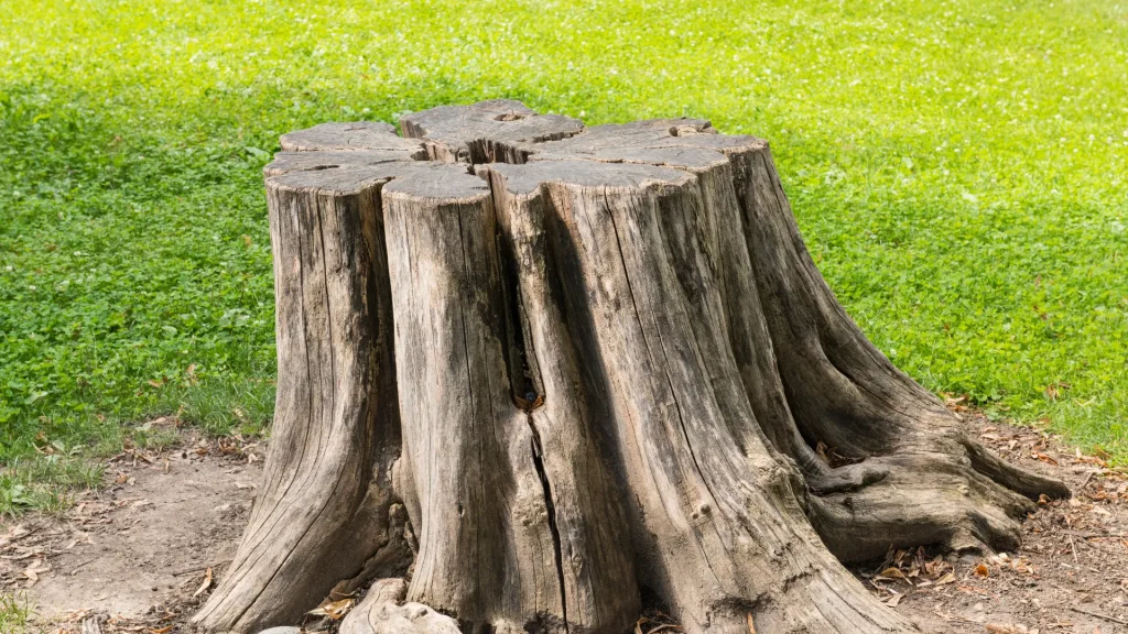 Stump Grinding in Monterey County & Surrounding Areas Stump Grinding in Monterey County & Surrounding Areas