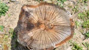 Stump Grinding in Monterey County & Surrounding Areas