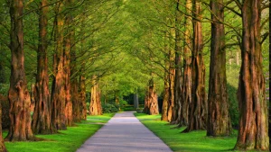 Emergency Tree Removal in Monterey County & Surrounding Areas in Monterey County & Surrounding Areas
