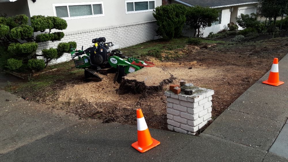 Stump Grinding in Monterey County & Surrounding Areas Stump Grinding in Monterey County & Surrounding Areas
