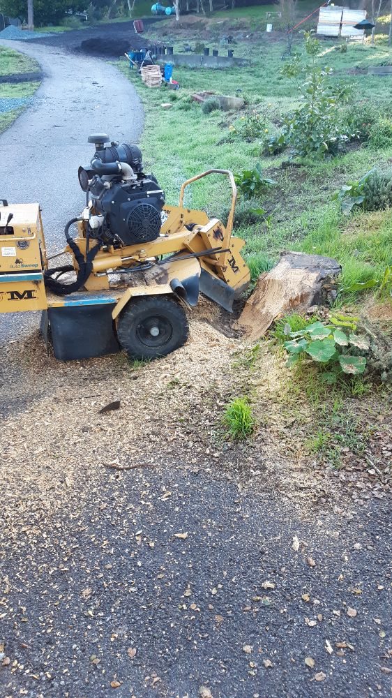 Emergency Tree Removal in Monterey County & Surrounding Areas in Monterey County & Surrounding Areas