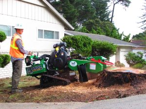Emergency Stump Grinding in Monterey County & Surrounding Areas
